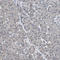 Tumor Protein P63 antibody, HPA007010, Atlas Antibodies, Immunohistochemistry frozen image 