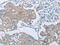 ATP Binding Cassette Subfamily B Member 9 antibody, CSB-PA937099, Cusabio, Immunohistochemistry frozen image 