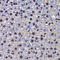 Factor Interacting With PAPOLA And CPSF1 antibody, LS-C346244, Lifespan Biosciences, Immunohistochemistry frozen image 
