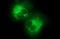 Collagen alpha-1(XV) chain antibody, NBP2-46325, Novus Biologicals, Immunofluorescence image 
