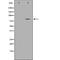 Pre-MRNA Processing Factor 3 antibody, orb229491, Biorbyt, Western Blot image 