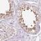 DExH-Box Helicase 57 antibody, FNab02382, FineTest, Immunohistochemistry frozen image 