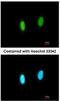 G-Patch Domain And KOW Motifs antibody, NBP2-16714, Novus Biologicals, Immunocytochemistry image 