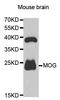 Myelin Oligodendrocyte Glycoprotein antibody, A5353, ABclonal Technology, Western Blot image 