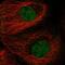 HsMAD2 antibody, HPA003348, Atlas Antibodies, Immunofluorescence image 