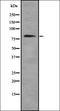 RANBP2-like and GRIP domain-containing protein 1/2 antibody, orb337509, Biorbyt, Western Blot image 