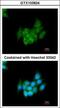 Angiotensin I antibody, GTX103824, GeneTex, Immunofluorescence image 