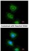 Phospholipase C Gamma 2 antibody, NBP1-33036, Novus Biologicals, Immunofluorescence image 