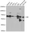 Complement C8 Beta Chain antibody, GTX33053, GeneTex, Western Blot image 