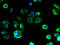Membrane Spanning 4-Domains A4A antibody, A66310-100, Epigentek, Immunofluorescence image 