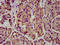BMP Binding Endothelial Regulator antibody, LS-C674369, Lifespan Biosciences, Immunohistochemistry paraffin image 