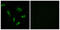 Bile acyl-CoA synthetase antibody, LS-C119783, Lifespan Biosciences, Immunofluorescence image 