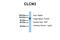 Chloride Voltage-Gated Channel 3 antibody, ARP35504_T100, Aviva Systems Biology, Western Blot image 