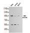 Nuclear pore complex protein Nup98-Nup96 antibody, TA347013, Origene, Western Blot image 