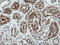 Formimidoyltransferase-cyclodeaminase antibody, LS-C174103, Lifespan Biosciences, Immunohistochemistry frozen image 