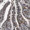 Solute carrier family 15 member 4 antibody, HPA016713, Atlas Antibodies, Immunohistochemistry frozen image 