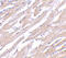 Protein O-Fucosyltransferase 1 antibody, 4765, ProSci, Immunohistochemistry paraffin image 