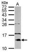 Fatty Acid Binding Protein 3 antibody, GTX109243, GeneTex, Western Blot image 