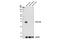 Hydroxysteroid 17-Beta Dehydrogenase 6 antibody, 14669S, Cell Signaling Technology, Western Blot image 