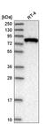 Exocyst Complex Component 3 antibody, HPA037880, Atlas Antibodies, Western Blot image 