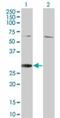 Regulator Of G Protein Signaling 18 antibody, TA336970, Origene, Western Blot image 