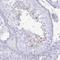 Sperm Associated Antigen 4 antibody, NBP2-38937, Novus Biologicals, Immunohistochemistry paraffin image 