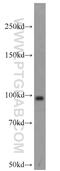 Histone acetyltransferase KAT2A antibody, 14983-1-AP, Proteintech Group, Western Blot image 