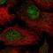 THO Complex 5 antibody, HPA048402, Atlas Antibodies, Immunofluorescence image 
