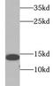 Interferon Induced Transmembrane Protein 3 antibody, FNab04145, FineTest, Western Blot image 
