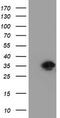 RING1 And YY1 Binding Protein antibody, TA800035BM, Origene, Western Blot image 