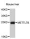 Methyltransferase Like 7B antibody, abx003985, Abbexa, Western Blot image 
