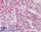 Metastasis Associated 1 antibody, LS-B4428, Lifespan Biosciences, Immunohistochemistry frozen image 