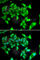 Myosin-Ic antibody, A6936, ABclonal Technology, Immunofluorescence image 