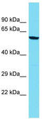 Zinc Finger CCHC-Type Containing 8 antibody, TA344986, Origene, Western Blot image 