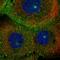 MICAL Like 1 antibody, HPA051956, Atlas Antibodies, Immunofluorescence image 