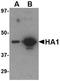 Hemagglutinin antibody, orb75855, Biorbyt, Western Blot image 