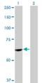Polypyrimidine tract-binding protein 1 antibody, H00005725-D01P, Novus Biologicals, Western Blot image 