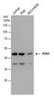 Docking Protein 2 antibody, PA5-78275, Invitrogen Antibodies, Western Blot image 