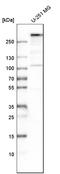 Melanoma inhibitory activity protein 3 antibody, HPA055922, Atlas Antibodies, Western Blot image 