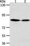 ADAM Metallopeptidase Domain 11 antibody, PA5-50593, Invitrogen Antibodies, Western Blot image 