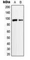 Ankyrin Repeat Domain 20 Family Member A3 antibody, LS-C354228, Lifespan Biosciences, Western Blot image 