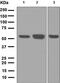 Lymphocyte Specific Protein 1 antibody, ab133506, Abcam, Western Blot image 