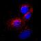 Ferritin Heavy Chain 1 antibody, MAB9354, Novus Biologicals, Immunocytochemistry image 