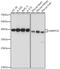 Mitochondrial Ribosomal Protein S35 antibody, 16-293, ProSci, Western Blot image 