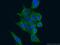 Cell Cycle Associated Protein 1 antibody, 66352-1-Ig, Proteintech Group, Immunofluorescence image 