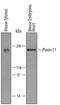 Plexin C1 antibody, PA5-47730, Invitrogen Antibodies, Western Blot image 