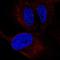 Zinc Finger Protein 239 antibody, HPA030843, Atlas Antibodies, Immunofluorescence image 