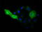 Myo-Inositol Oxygenase antibody, LS-C115451, Lifespan Biosciences, Immunofluorescence image 