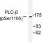 Phospholipase C Beta 3 antibody, LS-C192192, Lifespan Biosciences, Western Blot image 