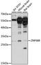 Zinc Finger Protein 688 antibody, LS-C750536, Lifespan Biosciences, Western Blot image 